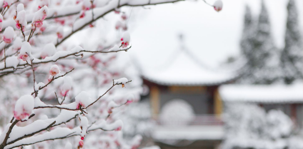 踏雪寻梅七绝古诗（踏雪寻梅诗句集锦）