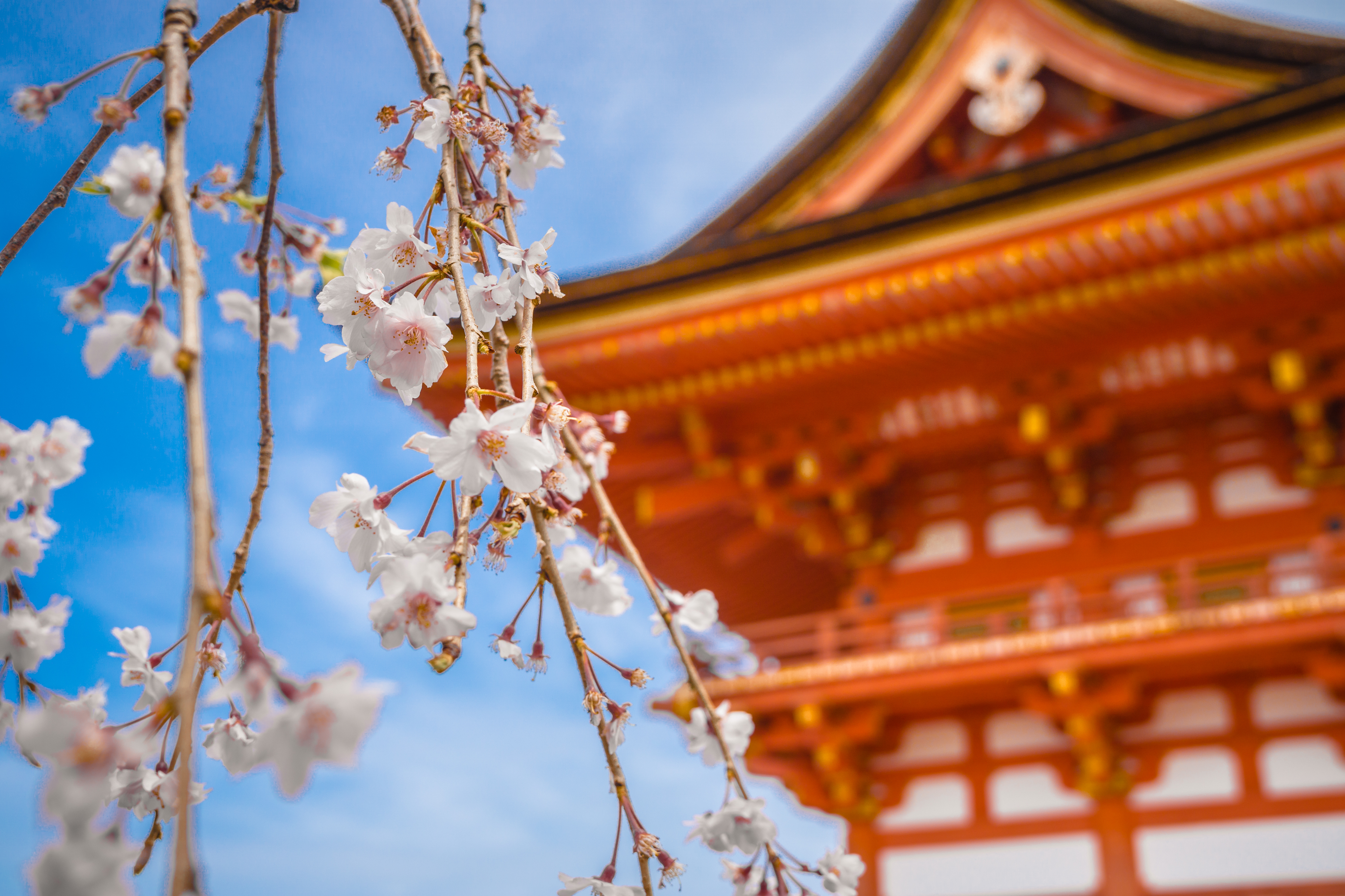 大林寺桃花古诗的意思翻译（大林寺桃花赏析）