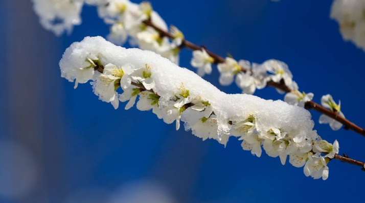 关于春雪的诗句及赏析（表达春雪的诗句）