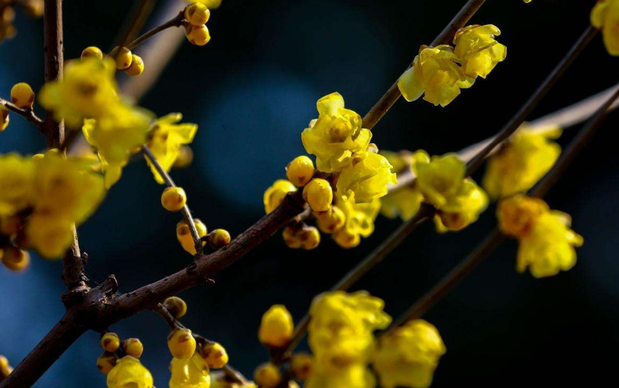 现代梅花诗20首（吟梅花的诗）