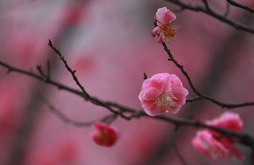 现代梅花诗20首（吟梅花的诗）