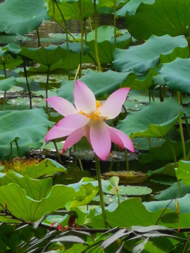 涉江采芙蓉原文及翻译（涉江采芙蓉注释翻译）