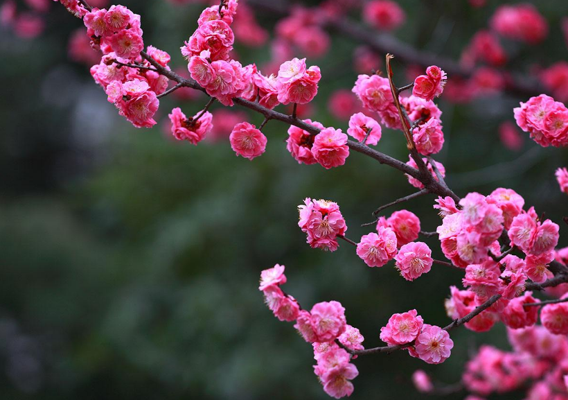 现代梅花诗20首（吟梅花的诗）