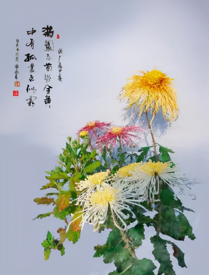 吟菊花七律诗（精选菊花古诗十七首）