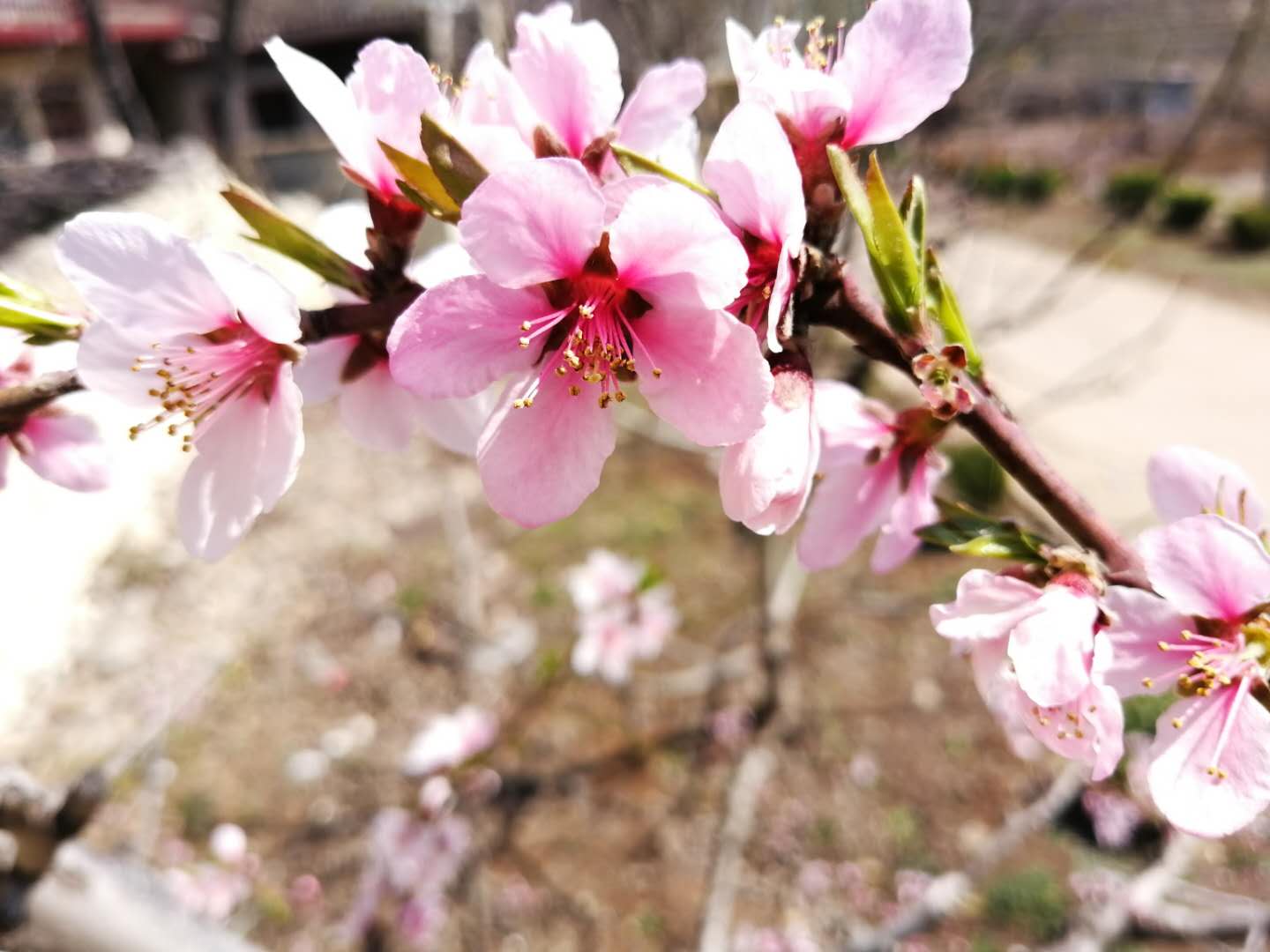 关于桃花最出名的诗句 春天（关于桃花的诗句是）