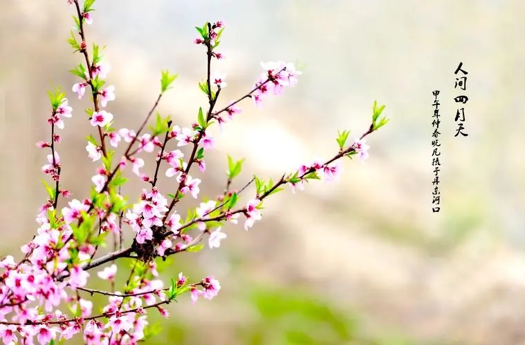 描写季节的作文素材（关于季节的素材）