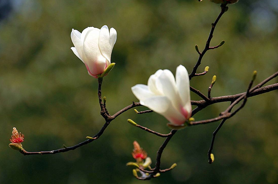 关于玉兰花的诗词赏析（有关玉兰花的诗）