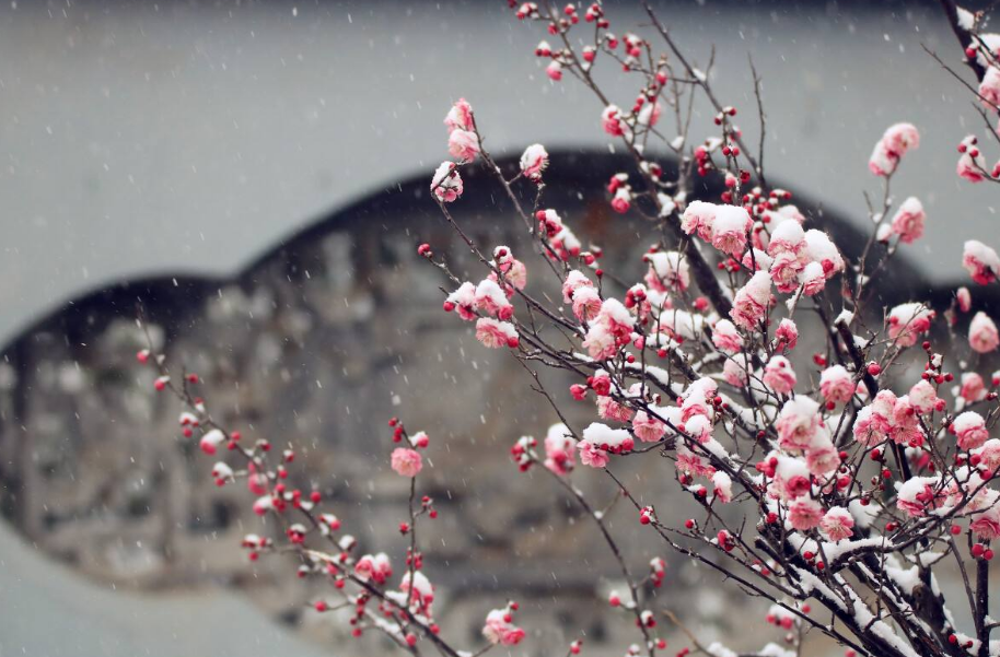 踏雪寻梅七绝古诗（踏雪寻梅诗句集锦）