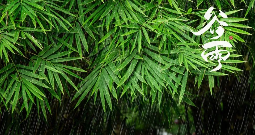 最美的谷雨诗词欣赏（谷雨最美的诗）