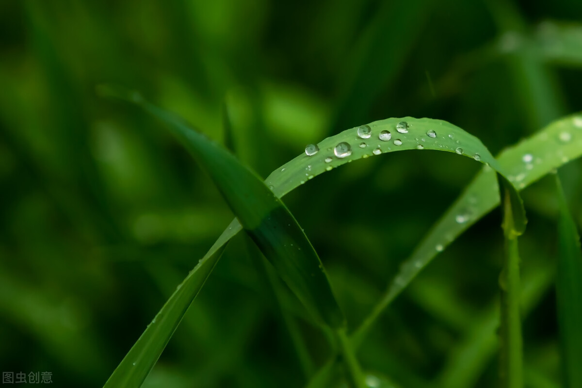 关于小草一年四季的作文（一年四季小草的变化作文春夏秋冬）