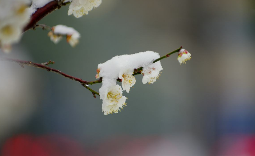 现代梅花诗20首（吟梅花的诗）