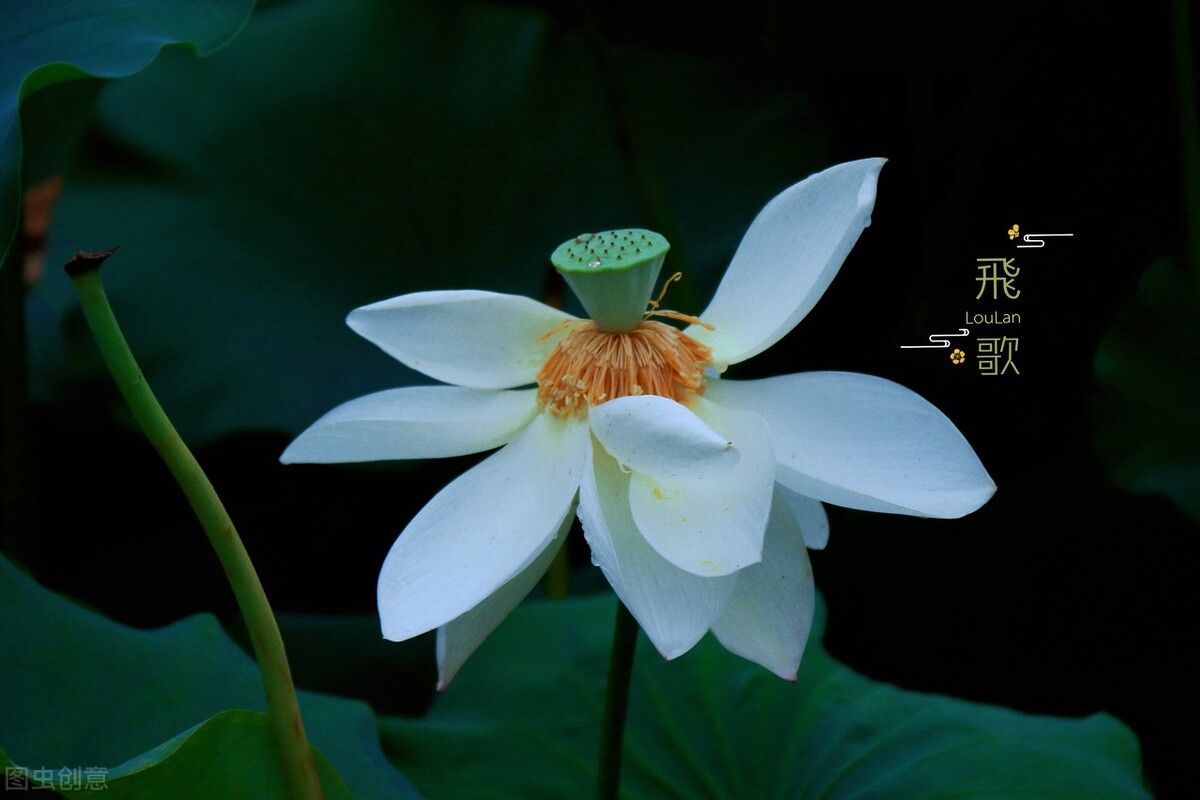 时光煮雨,岁月缝花,回首相遇,愿岁月静好,与君同老!（时间煮雨,岁月缝花,回首相遇,愿岁月静好）