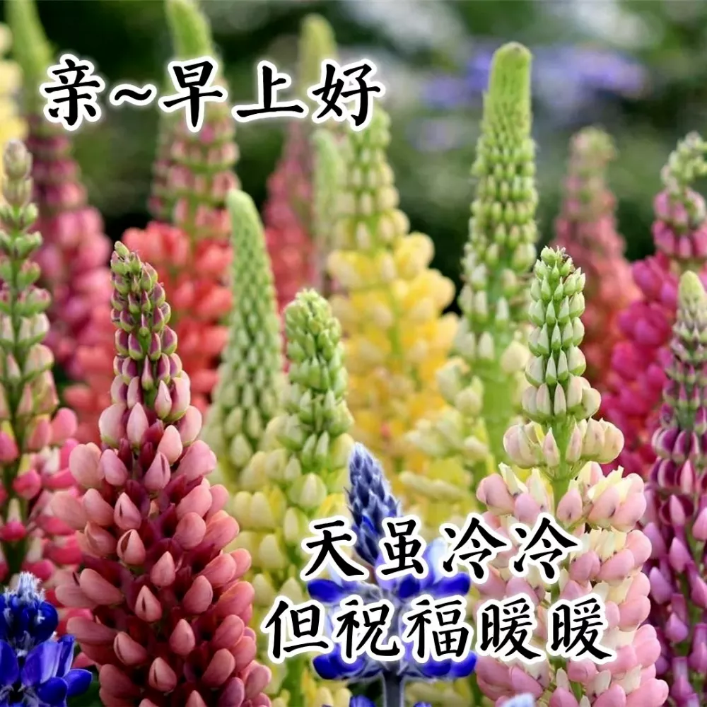 早安安康 祝福（早安美好祝福语）