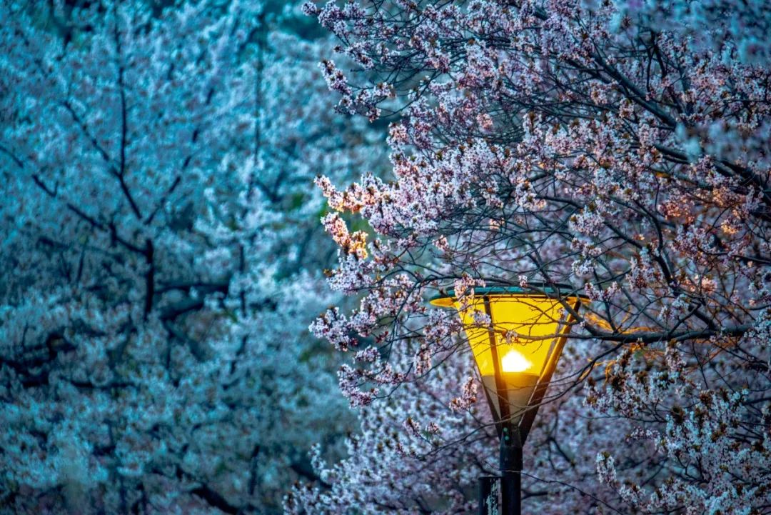 春雪的诗句古诗大全（有关春雪的诗）