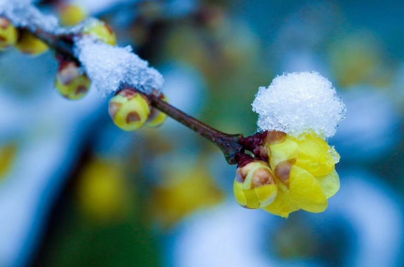 现代梅花诗20首（吟梅花的诗）