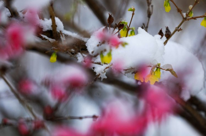 关于春雪的诗句及赏析（表达春雪的诗句）