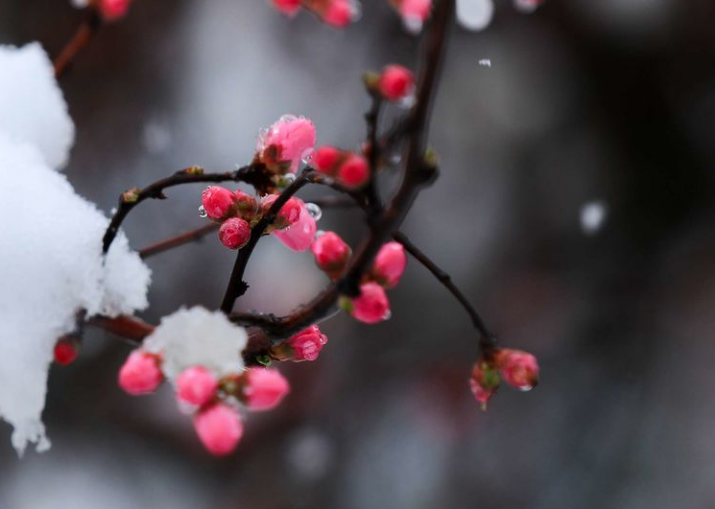 关于春雪的诗句及赏析（表达春雪的诗句）