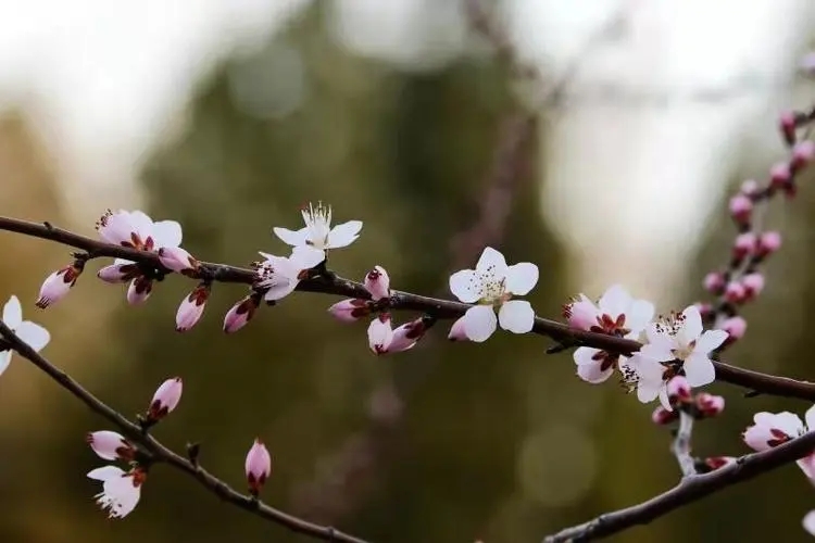 描写季节的作文素材（关于季节的素材）