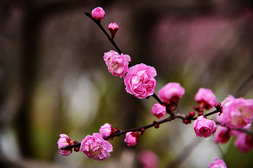 现代梅花诗20首（吟梅花的诗）