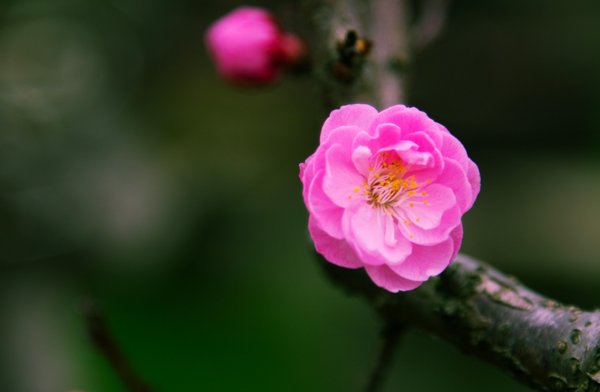 关于腊梅花的诗词佳句（腊梅花在冬天里绽放的诗句）