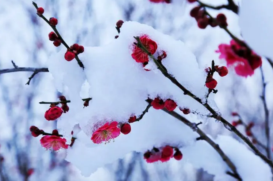 踏雪寻梅七绝古诗（踏雪寻梅诗句集锦）