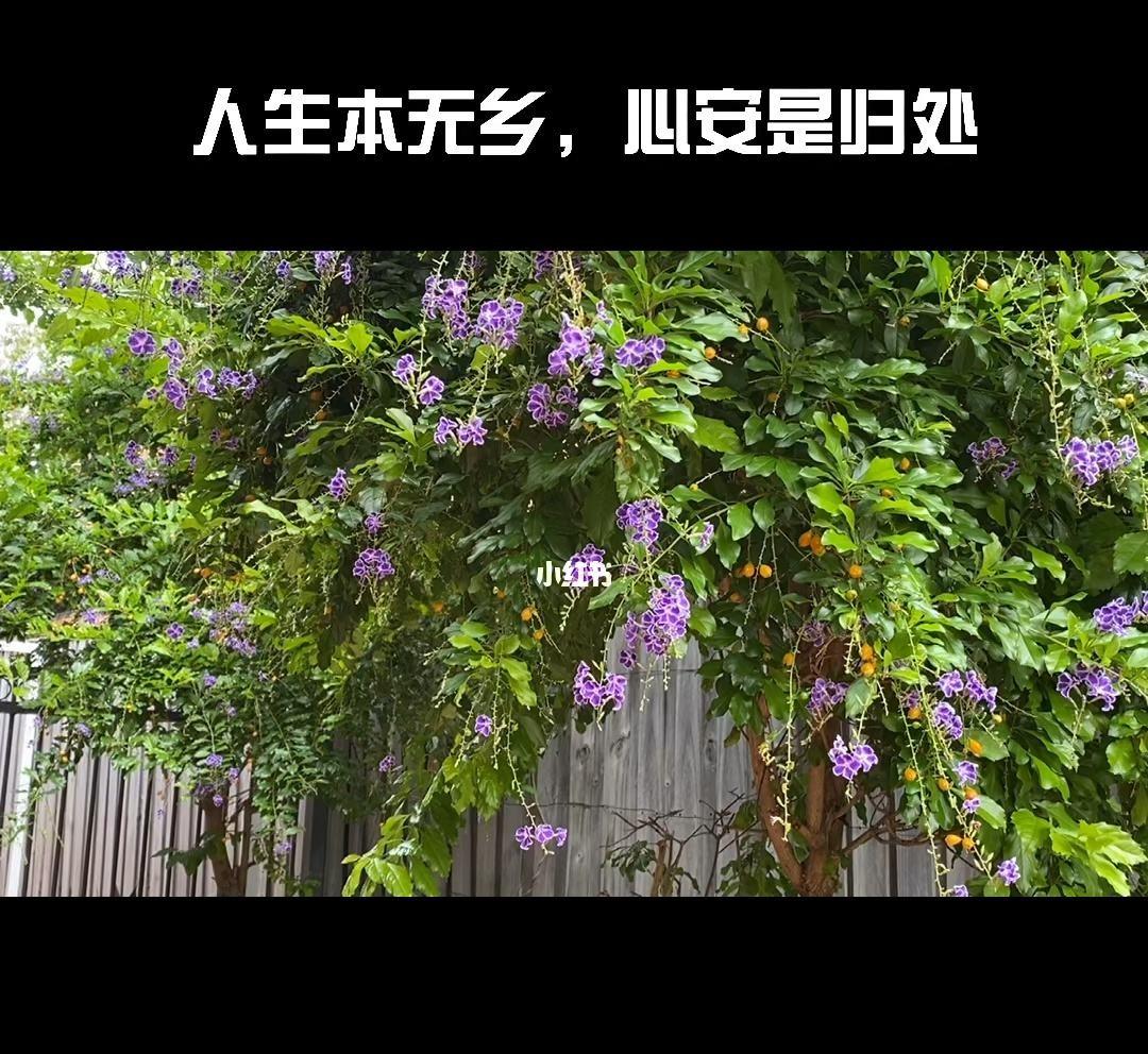 大抵心安即是家：白居易著名的五首诗，苏轼化用后也写出不朽名句