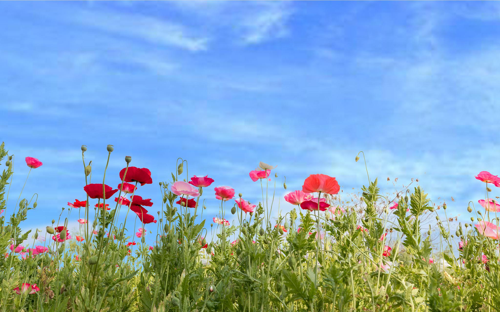 用写景方法写一篇作文（写景作文怎么写方法初中）