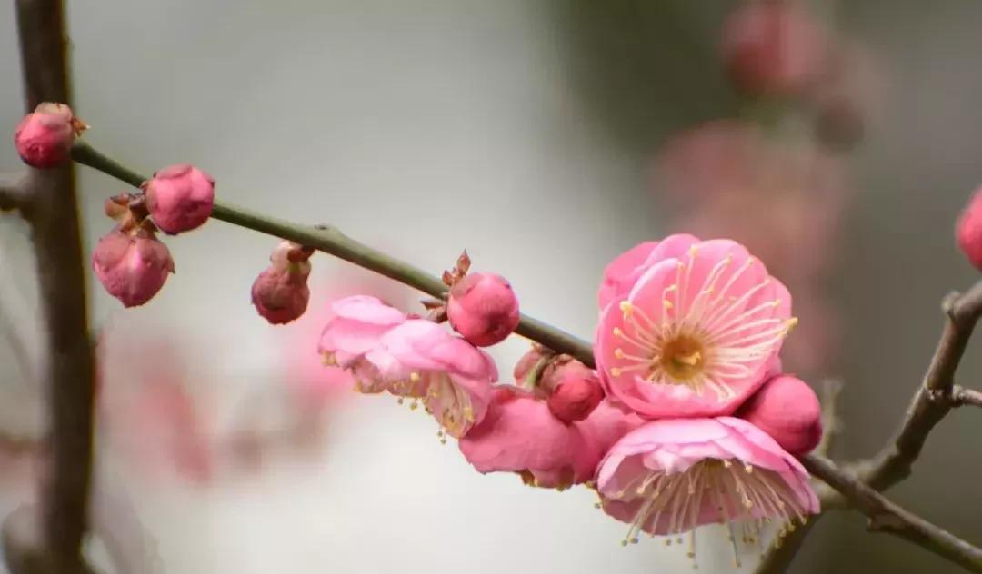 赞美梅花傲立在风雪中的诗句（雪中梅花的傲骨的诗词）