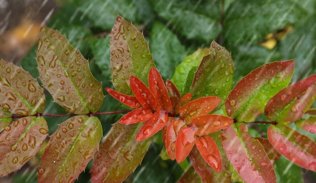 描写雨的诗词唯美（描写雨优美的诗）