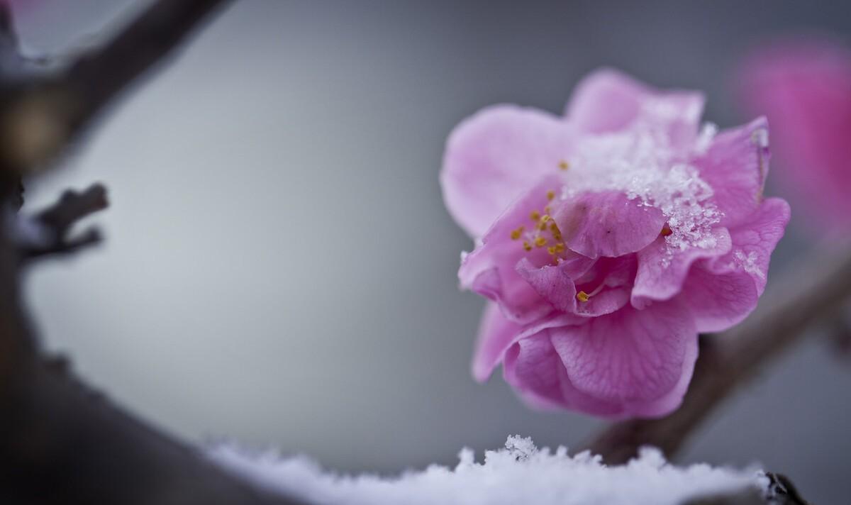 冰雪梅花诗词（冰雪梅诗词赏析）