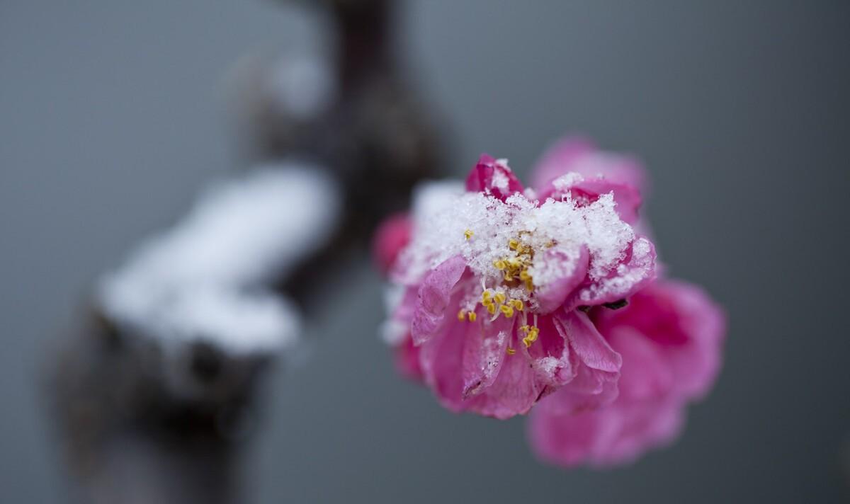 冰雪梅花诗词（冰雪梅诗词赏析）