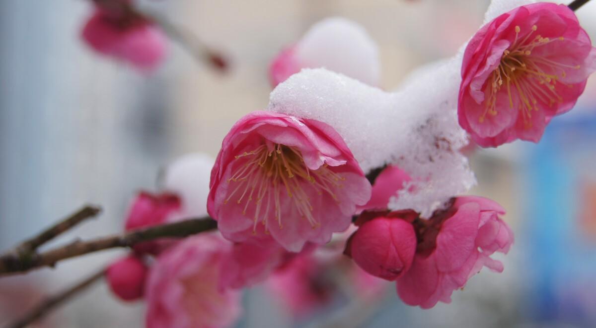 冰雪梅花诗词（冰雪梅诗词赏析）