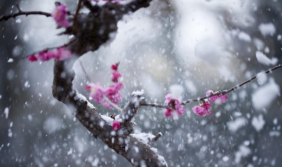 冰雪梅花诗词（冰雪梅诗词赏析）