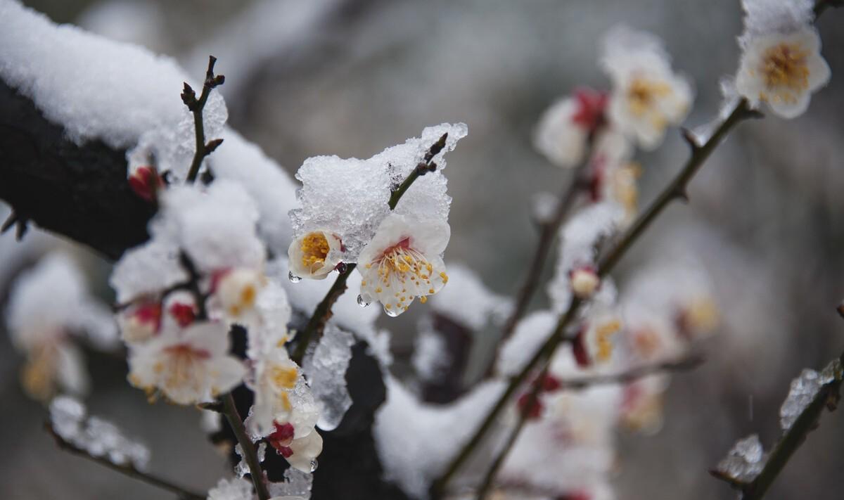 冰雪梅花诗词（冰雪梅诗词赏析）