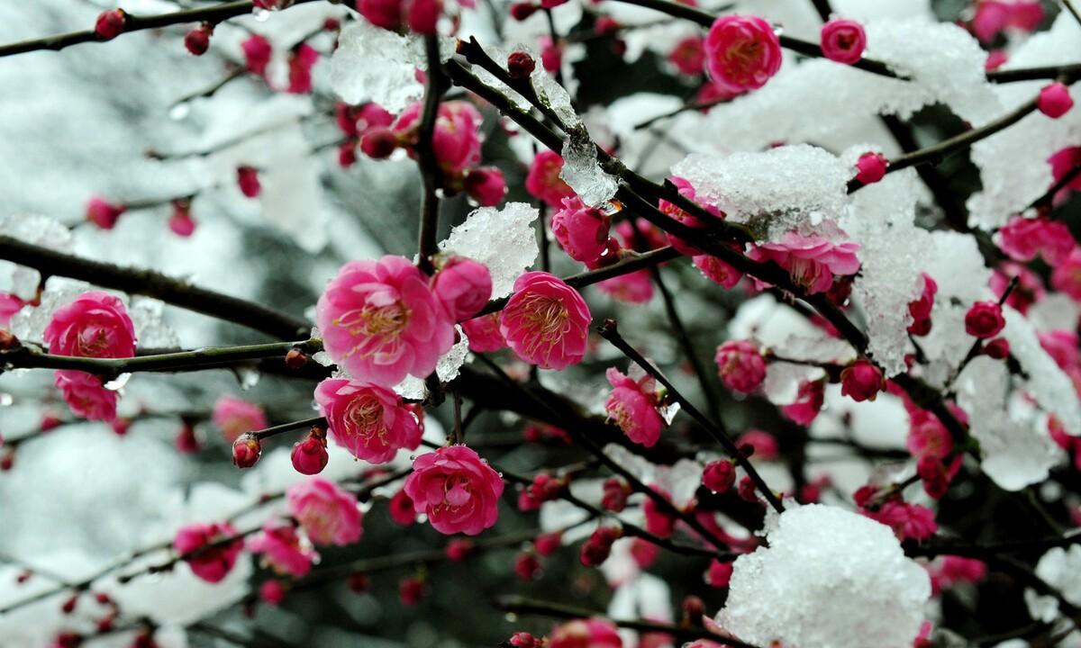 冰雪梅花诗词（冰雪梅诗词赏析）