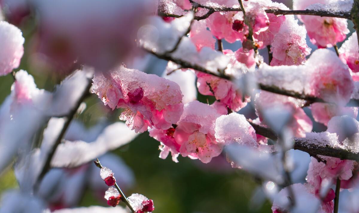 冰雪梅花诗词（冰雪梅诗词赏析）