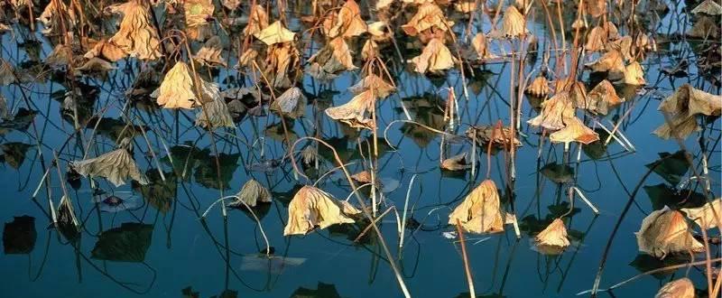 李璟《摊破浣溪沙》(菡萏香销翠叶残)（摊破浣溪沙·菡萏香销翠叶残古诗文）