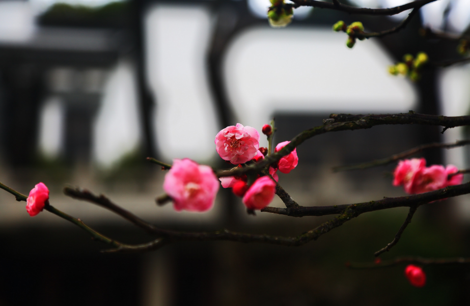 十首梅花诗词,惊艳了整个冬天（十首梅花诗词名句）