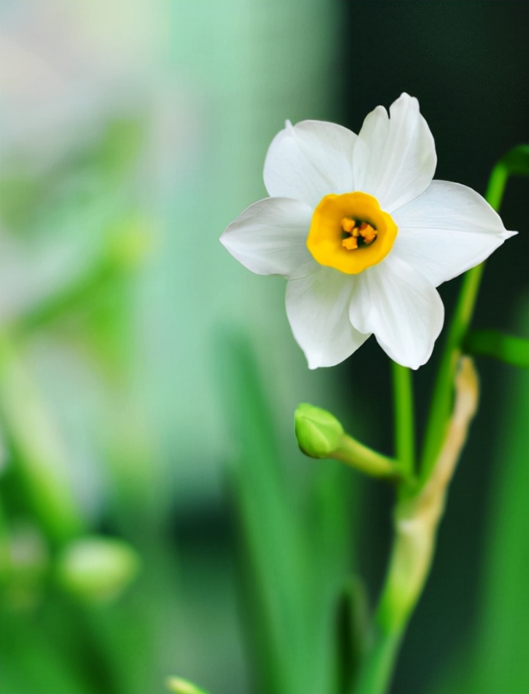 关于水仙花的优美诗句（最美水仙花的诗词）