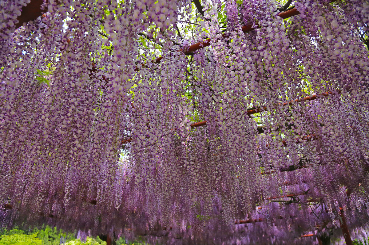 写花草的优美段落（小学写景作文素材）