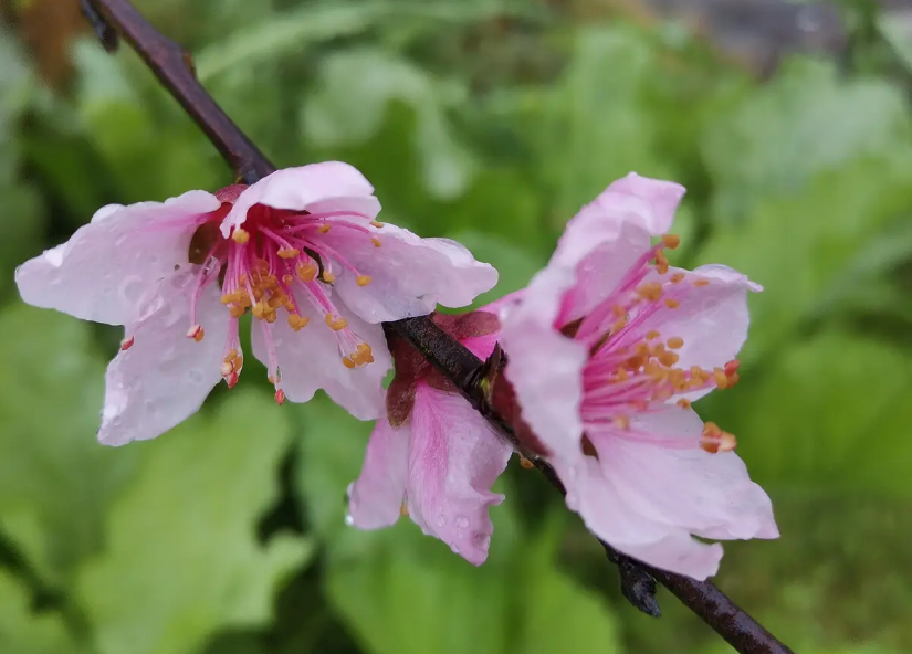 读书惜误芳菲事 有限年华梦里珍（诗词20首）