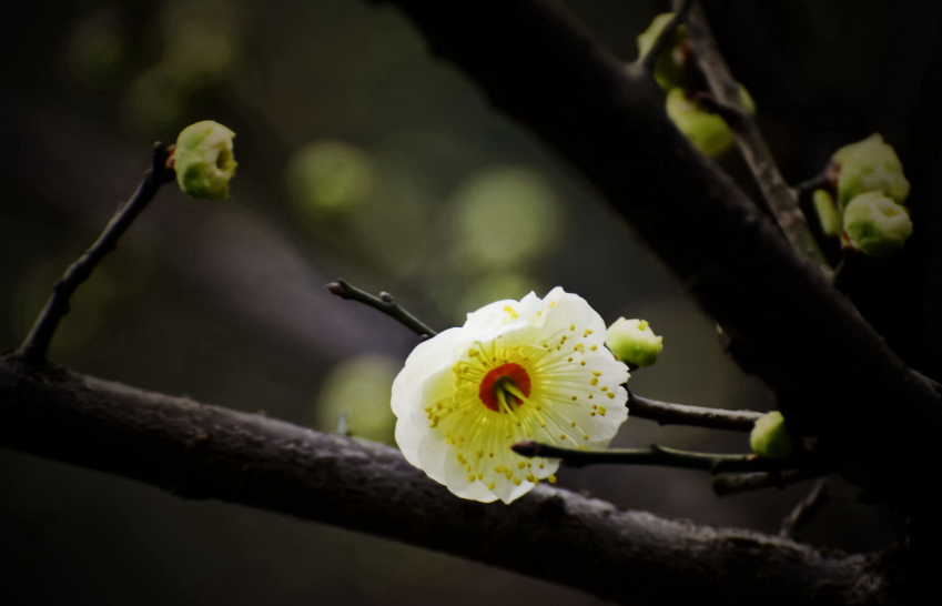 十首梅花诗词,惊艳了整个冬天（十首梅花诗词名句）