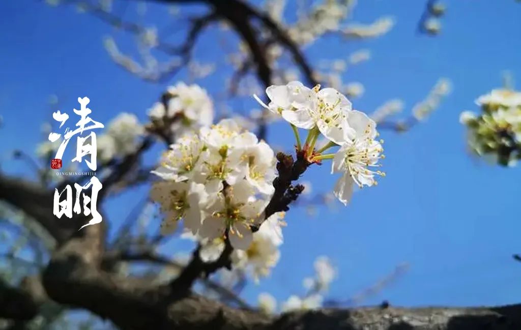 清明古诗梨花风起正清明（梨花 清明 诗词）