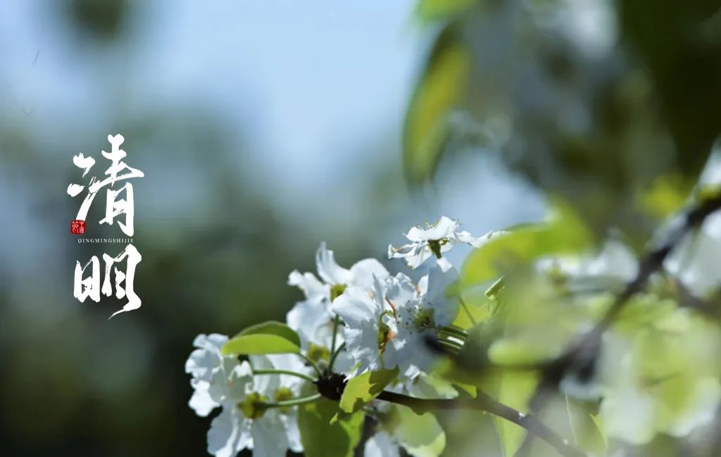 清明古诗梨花风起正清明（梨花 清明 诗词）