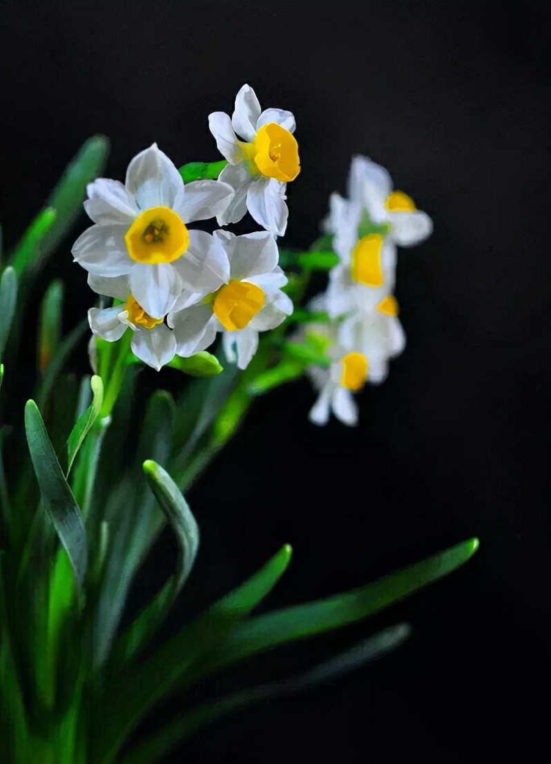 关于水仙花的优美诗句（最美水仙花的诗词）