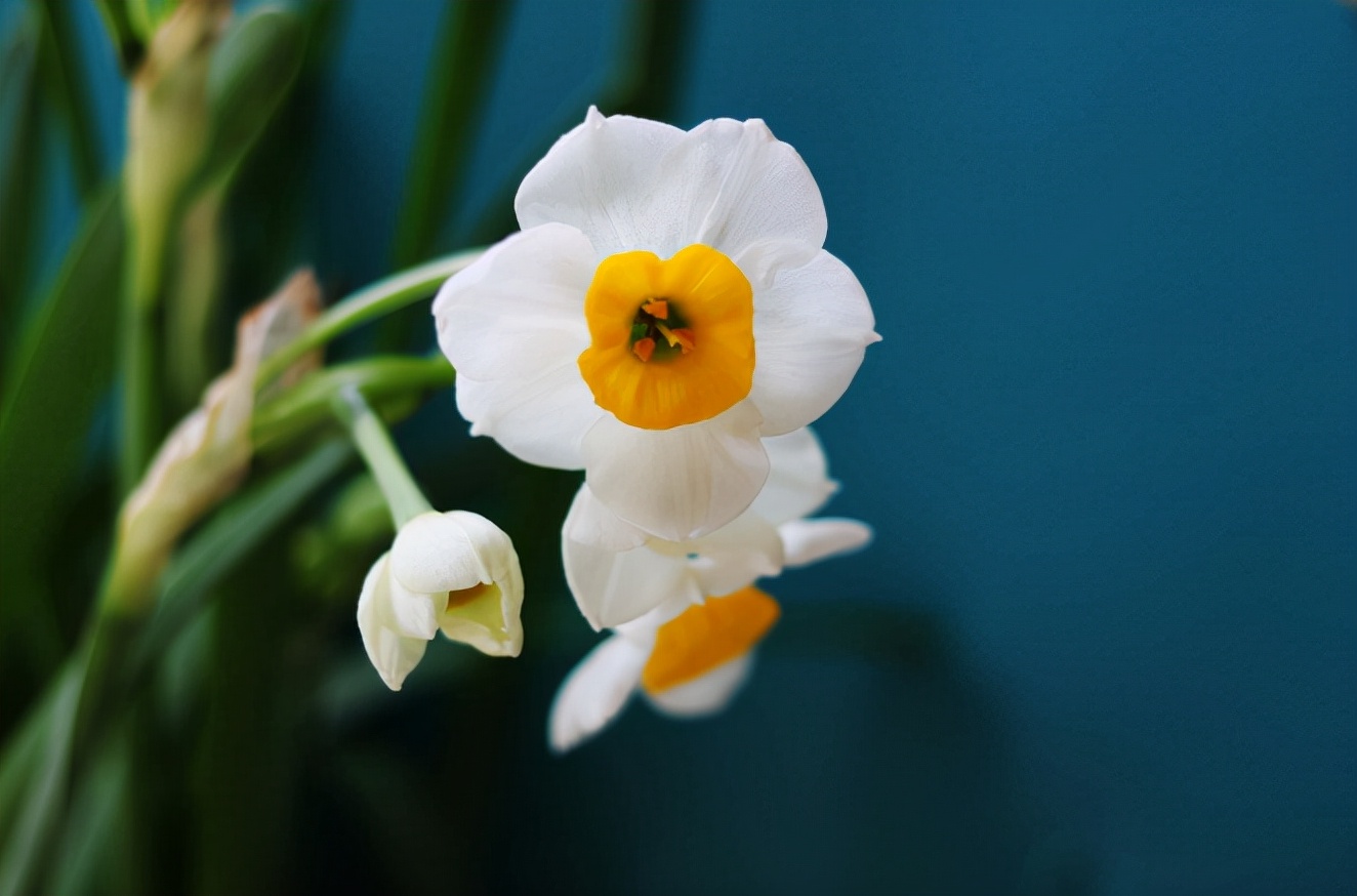 关于水仙花的优美诗句（最美水仙花的诗词）