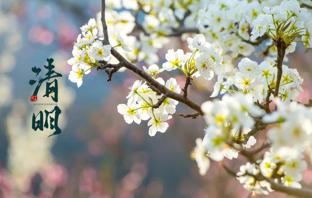 清明古诗梨花风起正清明（梨花 清明 诗词）