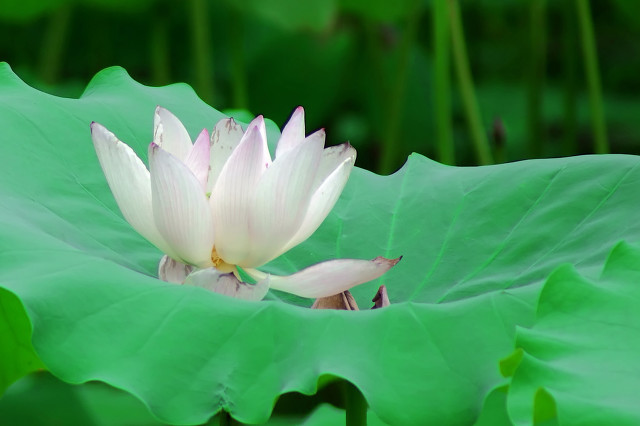 杨万里的诗小池赏析（杨万里《小池》的诗意）