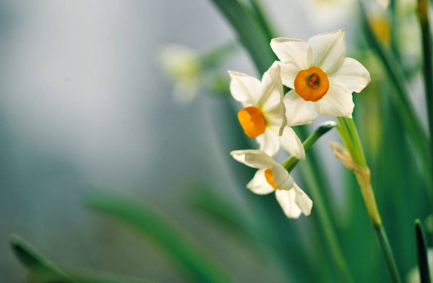 关于水仙花的优美诗句（最美水仙花的诗词）