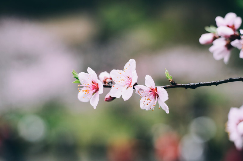 桃花源游记（关于桃花源的游记）